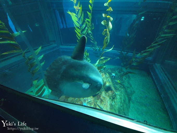 大阪景點【大阪海遊館】親子同遊好去處×可以摸鯊魚和魟魚哦！ - yuki.tw