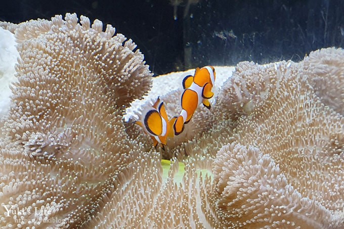 大阪景點【大阪海遊館】親子同遊好去處×可以摸鯊魚和魟魚哦！ - yuki.tw