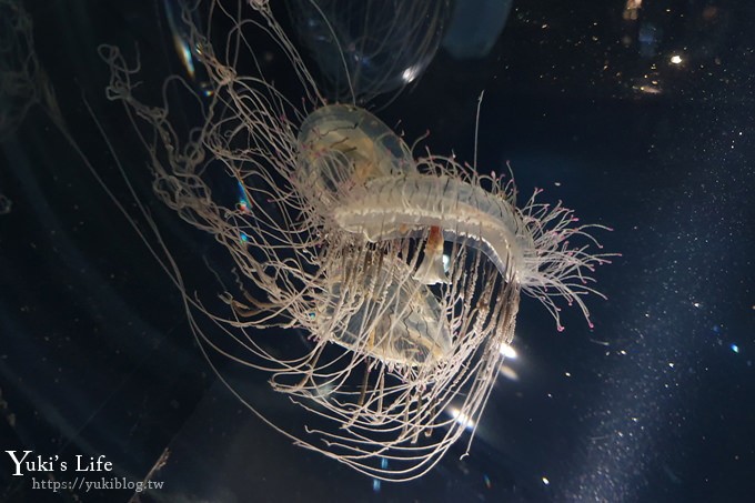 大阪景點【大阪海遊館】親子同遊好去處×可以摸鯊魚和魟魚哦！ - yuki.tw