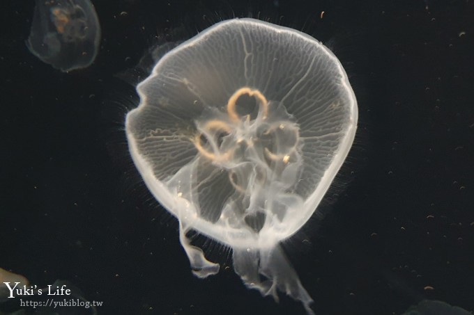 大阪景點【大阪海遊館】親子同遊好去處×可以摸鯊魚和魟魚哦！ - yuki.tw