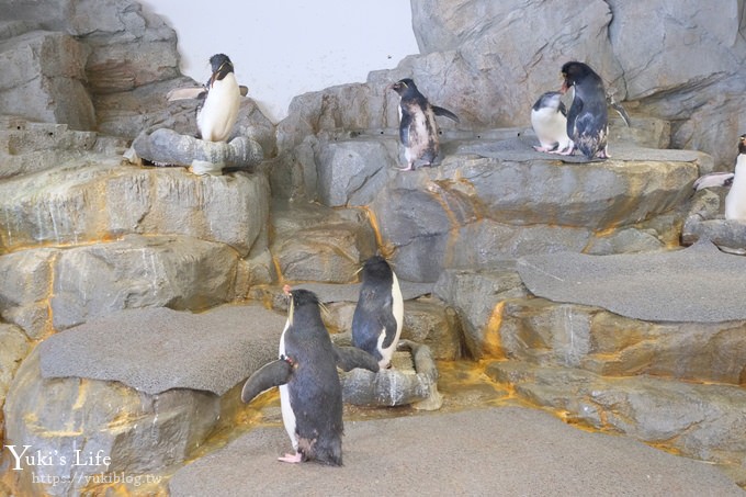 大阪景點【大阪海遊館】親子同遊好去處×可以摸鯊魚和魟魚哦！ - yuki.tw