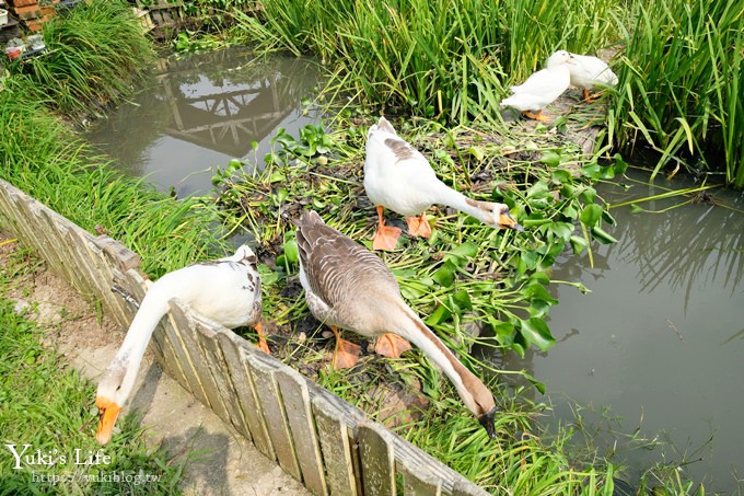 苗栗親子景點【荷塘居】田園鄉村風格×鳶尾花園區景觀餐廳 - yuki.tw