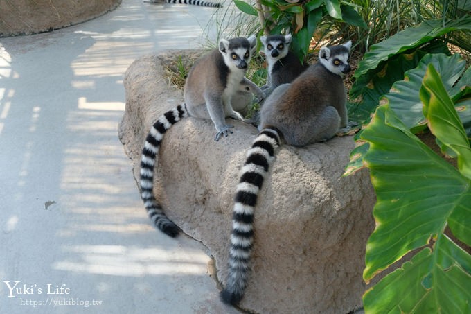 神戶景點》神戶動物王國，超夯親子推薦，室內動物園有水豚君在等你 - yuki.tw