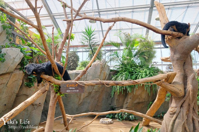 神戶景點》神戶動物王國，超夯親子推薦，室內動物園有水豚君在等你 - yuki.tw