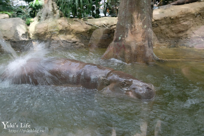 神戶景點》神戶動物王國，超夯親子推薦，室內動物園有水豚君在等你 - yuki.tw