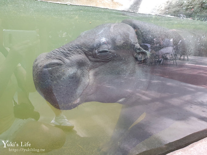 神戶景點》神戶動物王國，超夯親子推薦，室內動物園有水豚君在等你 - yuki.tw