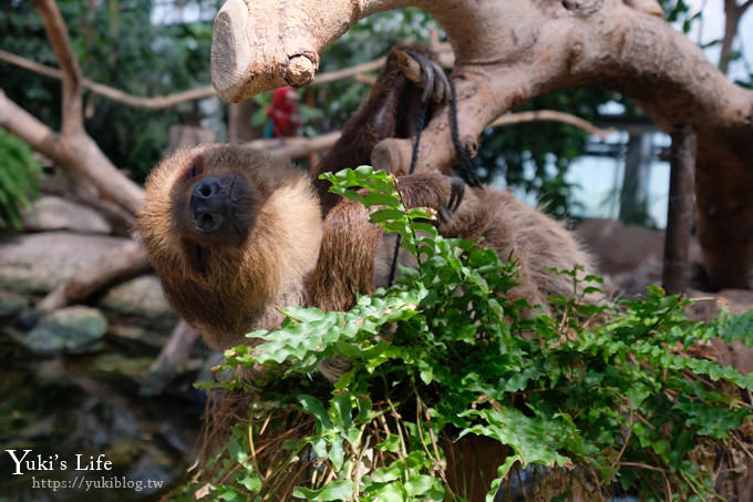 神戶景點》神戶動物王國，超夯親子推薦，室內動物園有水豚君在等你 - yuki.tw