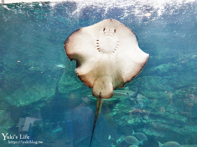 神戶親子景點【須磨海濱水族園】與水豚君一起泡湯×鯊魚魟魚水族館×海豚表演(已歇業) - yuki.tw