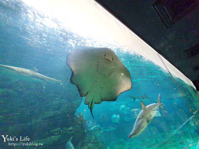 神戶親子景點【須磨海濱水族園】與水豚君一起泡湯×鯊魚魟魚水族館×海豚表演(已歇業) - yuki.tw