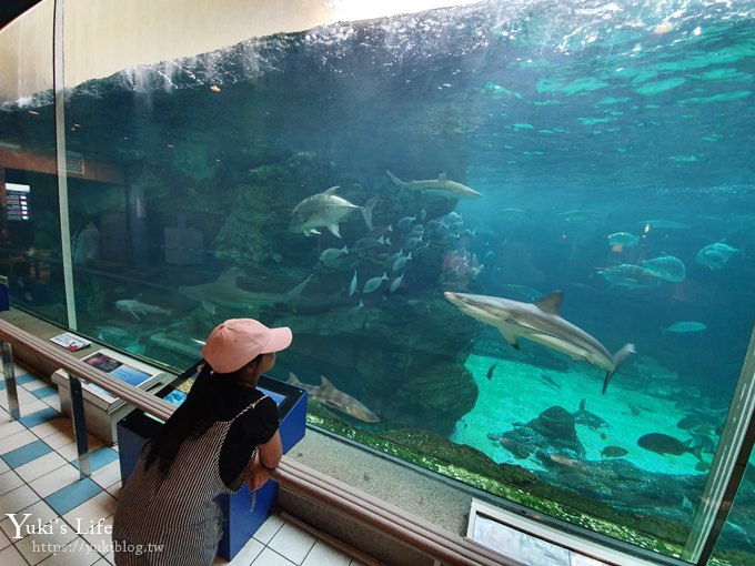 神戶親子景點【須磨海濱水族園】與水豚君一起泡湯×鯊魚魟魚水族館×海豚表演(已歇業) - yuki.tw