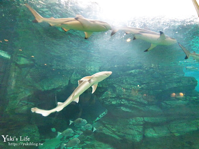 神戶親子景點【須磨海濱水族園】與水豚君一起泡湯×鯊魚魟魚水族館×海豚表演(已歇業) - yuki.tw