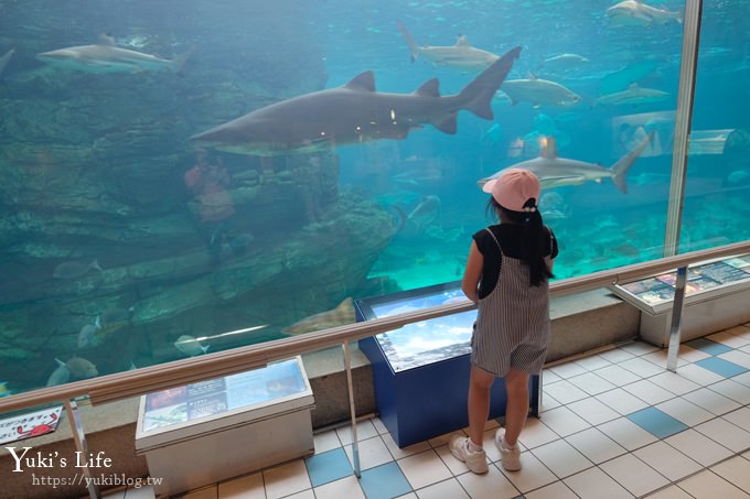 神戶親子景點【須磨海濱水族園】與水豚君一起泡湯×鯊魚魟魚水族館×海豚表演(已歇業) - yuki.tw