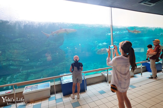 神戶親子景點【須磨海濱水族園】與水豚君一起泡湯×鯊魚魟魚水族館×海豚表演(已歇業) - yuki.tw