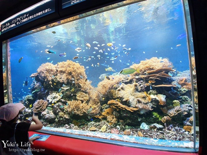 神戶親子景點【須磨海濱水族園】與水豚君一起泡湯×鯊魚魟魚水族館×海豚表演(已歇業) - yuki.tw