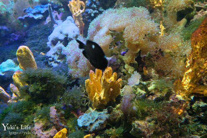 神戶親子景點【須磨海濱水族園】與水豚君一起泡湯×鯊魚魟魚水族館×海豚表演(已歇業) - yuki.tw