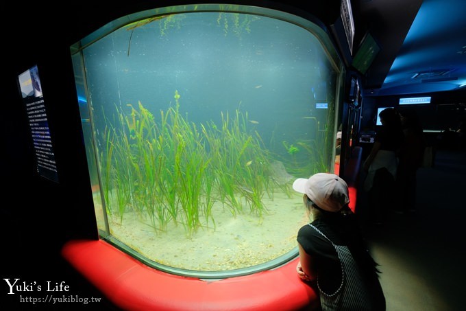 神戶親子景點【須磨海濱水族園】與水豚君一起泡湯×鯊魚魟魚水族館×海豚表演(已歇業) - yuki.tw