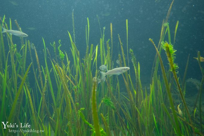 神戶親子景點【須磨海濱水族園】與水豚君一起泡湯×鯊魚魟魚水族館×海豚表演(已歇業) - yuki.tw