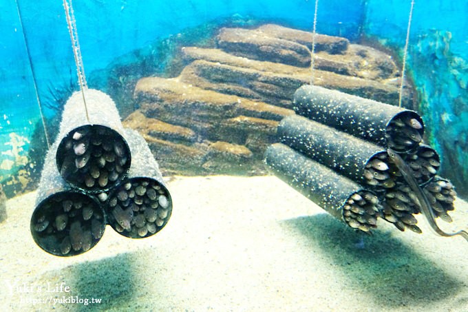 神戶親子景點【須磨海濱水族園】與水豚君一起泡湯×鯊魚魟魚水族館×海豚表演(已歇業) - yuki.tw