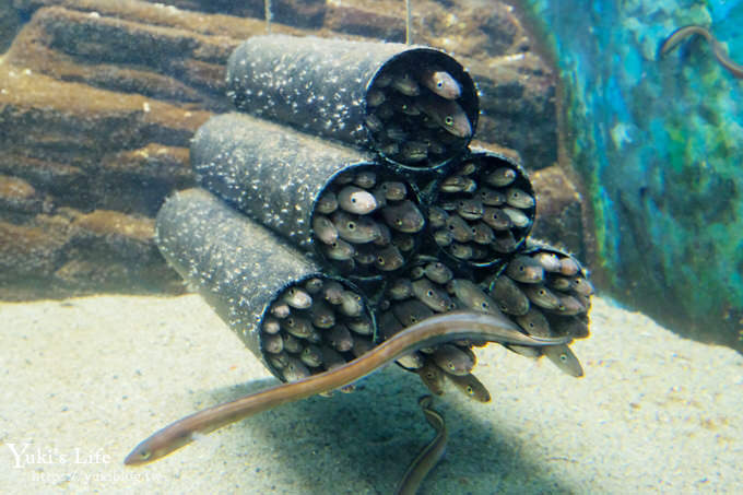 神戶親子景點【須磨海濱水族園】與水豚君一起泡湯×鯊魚魟魚水族館×海豚表演(已歇業) - yuki.tw