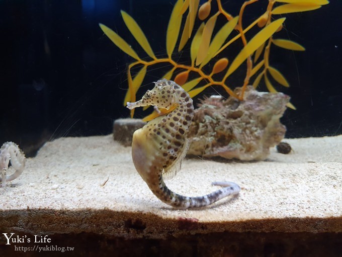 神戶親子景點【須磨海濱水族園】與水豚君一起泡湯×鯊魚魟魚水族館×海豚表演(已歇業) - yuki.tw