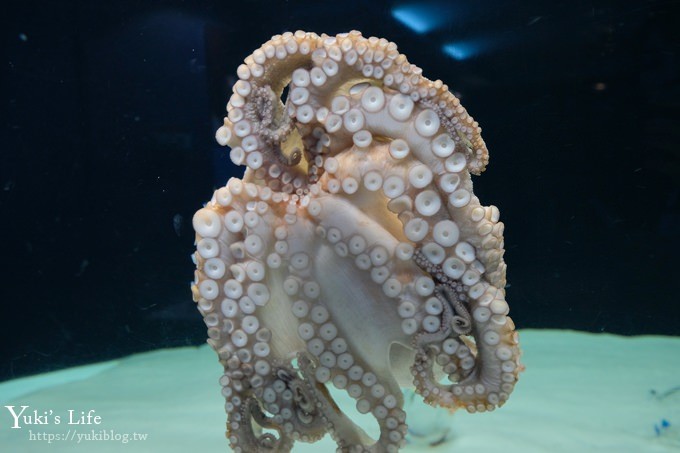 神戶親子景點【須磨海濱水族園】與水豚君一起泡湯×鯊魚魟魚水族館×海豚表演(已歇業) - yuki.tw