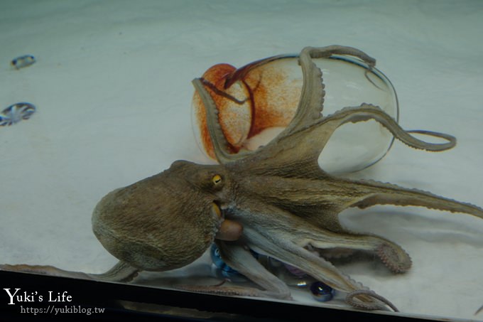 神戶親子景點【須磨海濱水族園】與水豚君一起泡湯×鯊魚魟魚水族館×海豚表演(已歇業) - yuki.tw