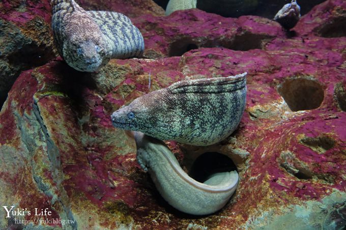 神戶親子景點【須磨海濱水族園】與水豚君一起泡湯×鯊魚魟魚水族館×海豚表演(已歇業) - yuki.tw