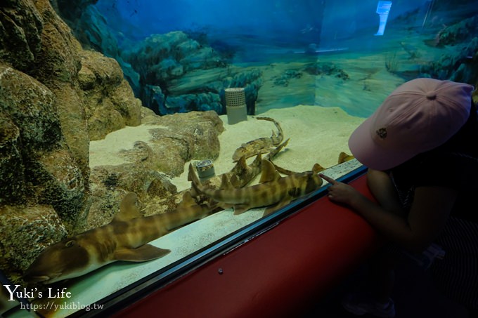 神戶親子景點【須磨海濱水族園】與水豚君一起泡湯×鯊魚魟魚水族館×海豚表演(已歇業) - yuki.tw