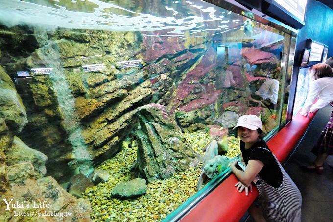 神戶親子景點【須磨海濱水族園】與水豚君一起泡湯×鯊魚魟魚水族館×海豚表演(已歇業) - yuki.tw