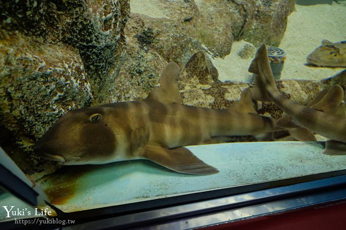 神戶親子景點【須磨海濱水族園】與水豚君一起泡湯×鯊魚魟魚水族館×海豚表演(已歇業) - yuki.tw