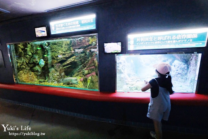 神戶親子景點【須磨海濱水族園】與水豚君一起泡湯×鯊魚魟魚水族館×海豚表演(已歇業) - yuki.tw