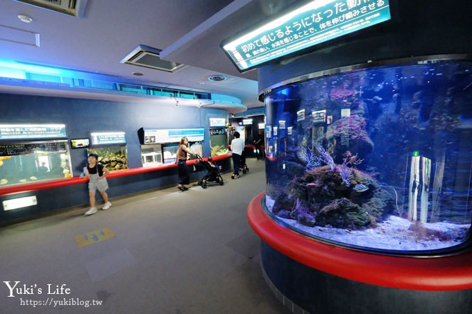 神戶親子景點【須磨海濱水族園】與水豚君一起泡湯×鯊魚魟魚水族館×海豚表演(已歇業) - yuki.tw