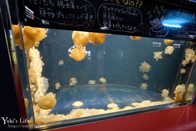 神戶親子景點【須磨海濱水族園】與水豚君一起泡湯×鯊魚魟魚水族館×海豚表演(已歇業) - yuki.tw