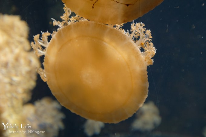 神戶親子景點【須磨海濱水族園】與水豚君一起泡湯×鯊魚魟魚水族館×海豚表演(已歇業) - yuki.tw