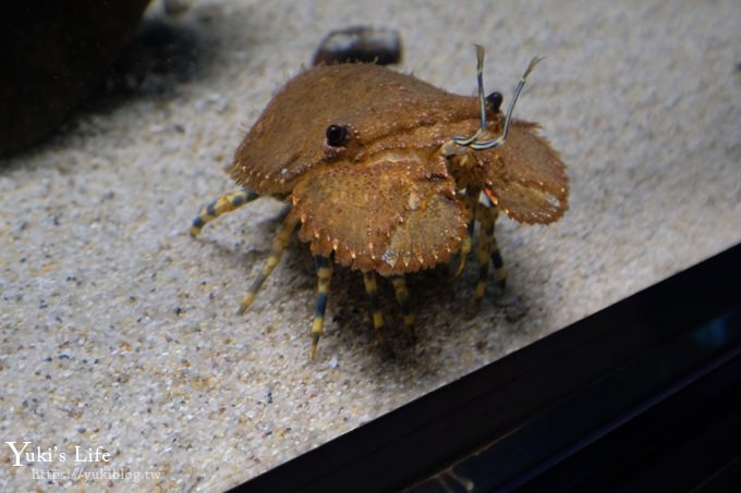 神戶親子景點【須磨海濱水族園】與水豚君一起泡湯×鯊魚魟魚水族館×海豚表演(已歇業) - yuki.tw