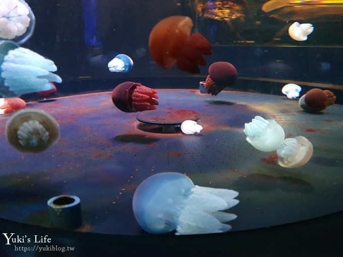 神戶親子景點【須磨海濱水族園】與水豚君一起泡湯×鯊魚魟魚水族館×海豚表演(已歇業) - yuki.tw