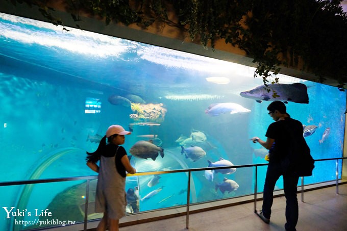 神戶親子景點【須磨海濱水族園】與水豚君一起泡湯×鯊魚魟魚水族館×海豚表演(已歇業) - yuki.tw