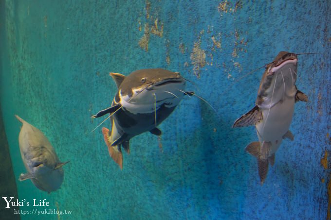 神戶親子景點【須磨海濱水族園】與水豚君一起泡湯×鯊魚魟魚水族館×海豚表演(已歇業) - yuki.tw