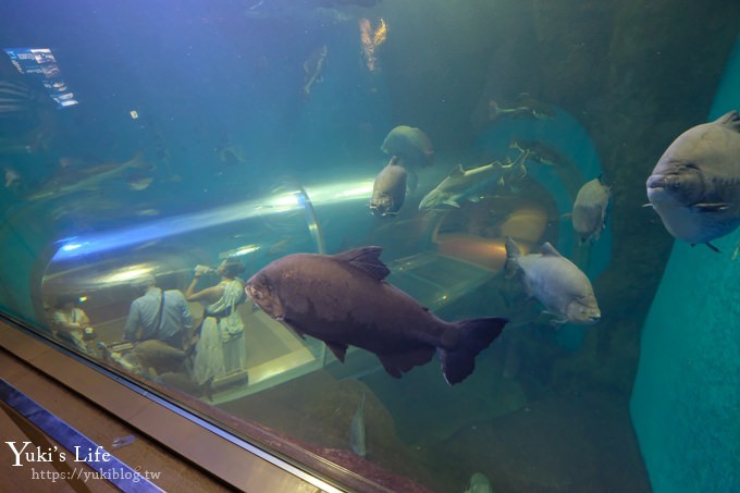 神戶親子景點【須磨海濱水族園】與水豚君一起泡湯×鯊魚魟魚水族館×海豚表演(已歇業) - yuki.tw