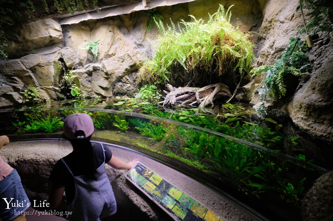 神戶親子景點【須磨海濱水族園】與水豚君一起泡湯×鯊魚魟魚水族館×海豚表演(已歇業) - yuki.tw