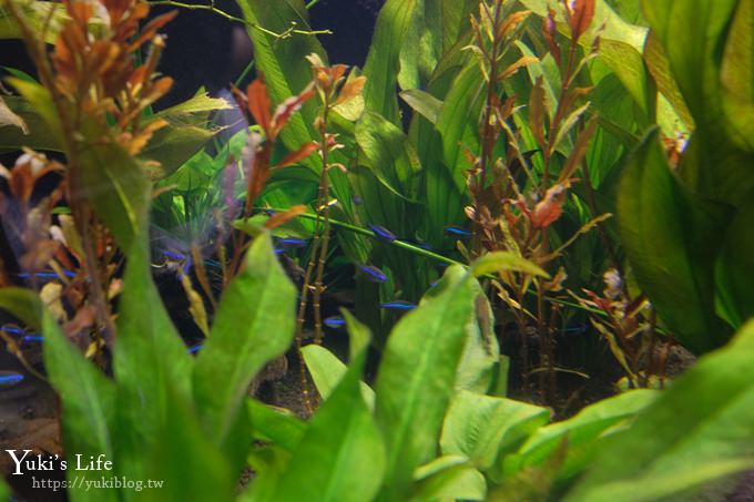 神戶親子景點【須磨海濱水族園】與水豚君一起泡湯×鯊魚魟魚水族館×海豚表演(已歇業) - yuki.tw