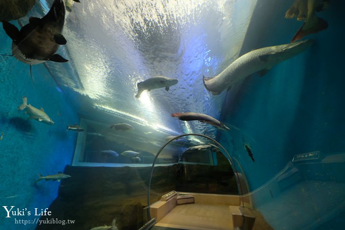 神戶親子景點【須磨海濱水族園】與水豚君一起泡湯×鯊魚魟魚水族館×海豚表演(已歇業) - yuki.tw