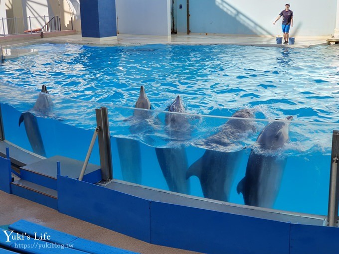 神戶親子景點【須磨海濱水族園】與水豚君一起泡湯×鯊魚魟魚水族館×海豚表演(已歇業) - yuki.tw