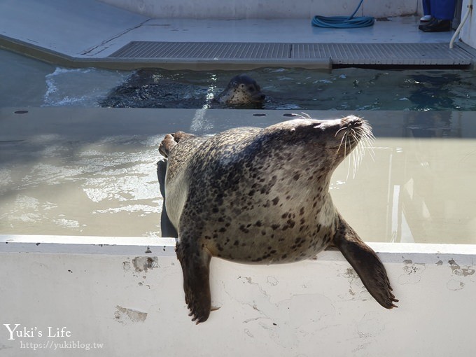 神戶親子景點【須磨海濱水族園】與水豚君一起泡湯×鯊魚魟魚水族館×海豚表演(已歇業) - yuki.tw