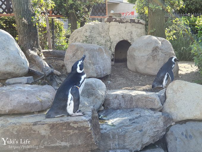 神戶親子景點【須磨海濱水族園】與水豚君一起泡湯×鯊魚魟魚水族館×海豚表演(已歇業) - yuki.tw