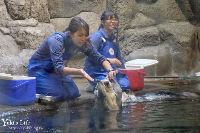 神戶親子景點【須磨海濱水族園】與水豚君一起泡湯×鯊魚魟魚水族館×海豚表演(已歇業) - yuki.tw