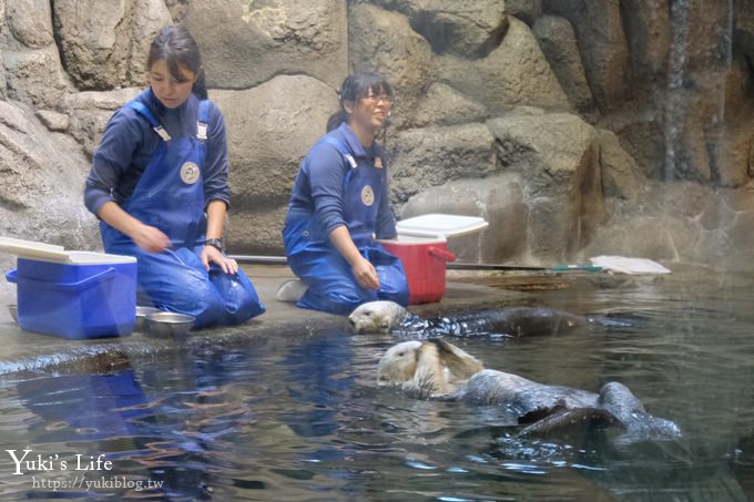 神戶親子景點【須磨海濱水族園】與水豚君一起泡湯×鯊魚魟魚水族館×海豚表演(已歇業) - yuki.tw