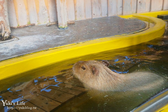 神戶親子景點【須磨海濱水族園】與水豚君一起泡湯×鯊魚魟魚水族館×海豚表演(已歇業) - yuki.tw