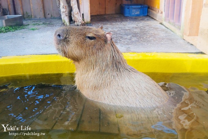 神戶親子景點【須磨海濱水族園】與水豚君一起泡湯×鯊魚魟魚水族館×海豚表演(已歇業) - yuki.tw