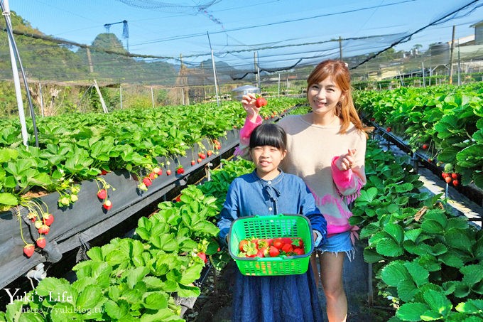 苗栗大湖採草莓一日遊【六合高架牛奶草莓農場】超大草莓又紅又香！不怕鞋子髒掉喲～